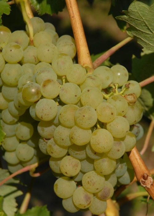 Bacchus ANT 0438